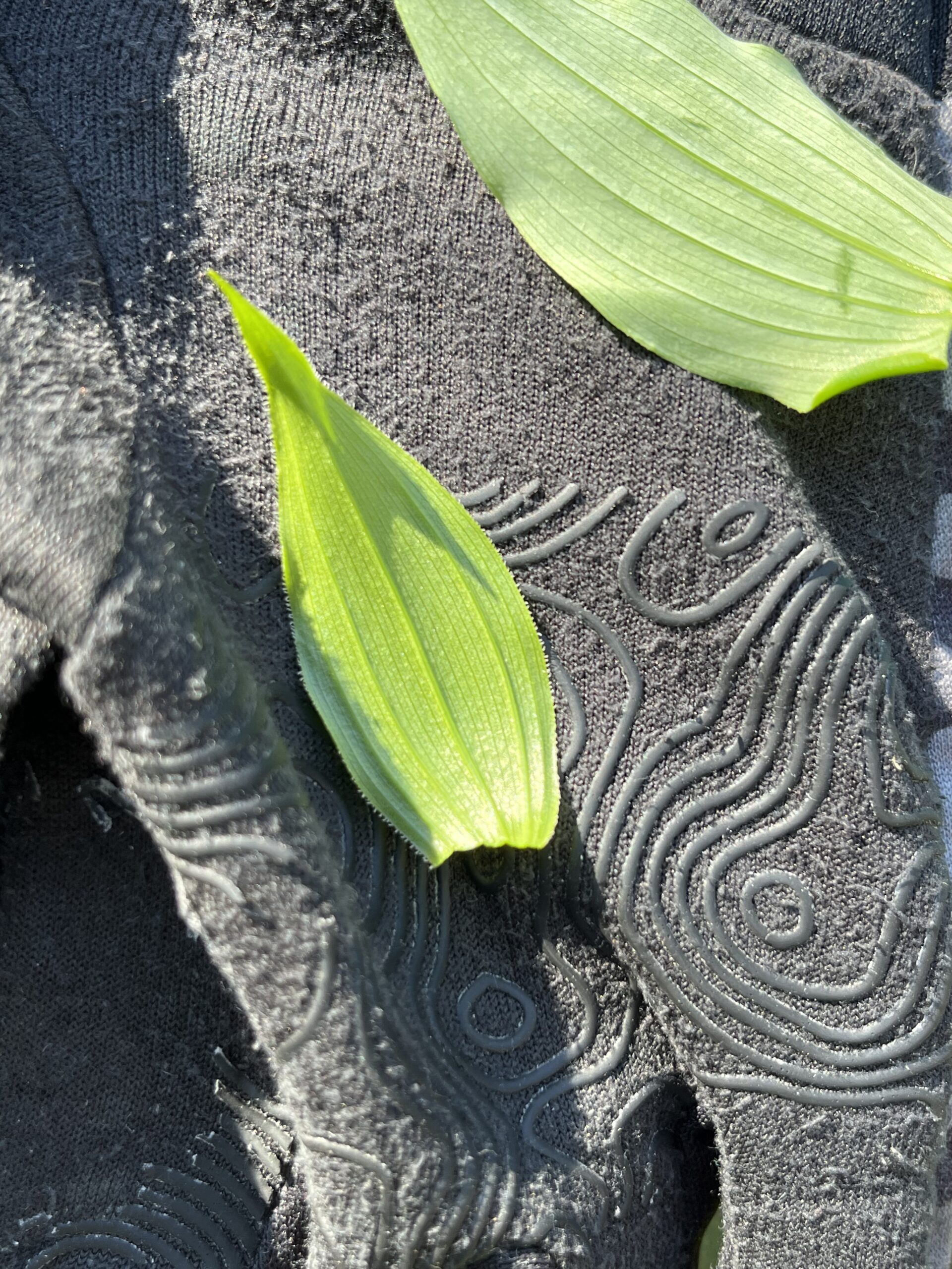 Isle Royale 3.0 D7 - Botany
