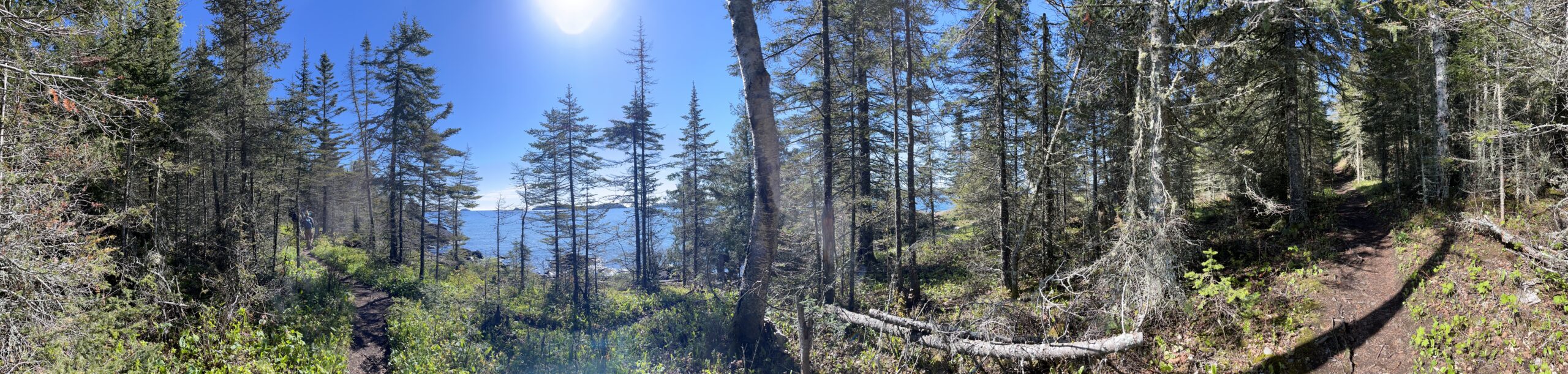 Isle Royale 3.0 D7 - Botany