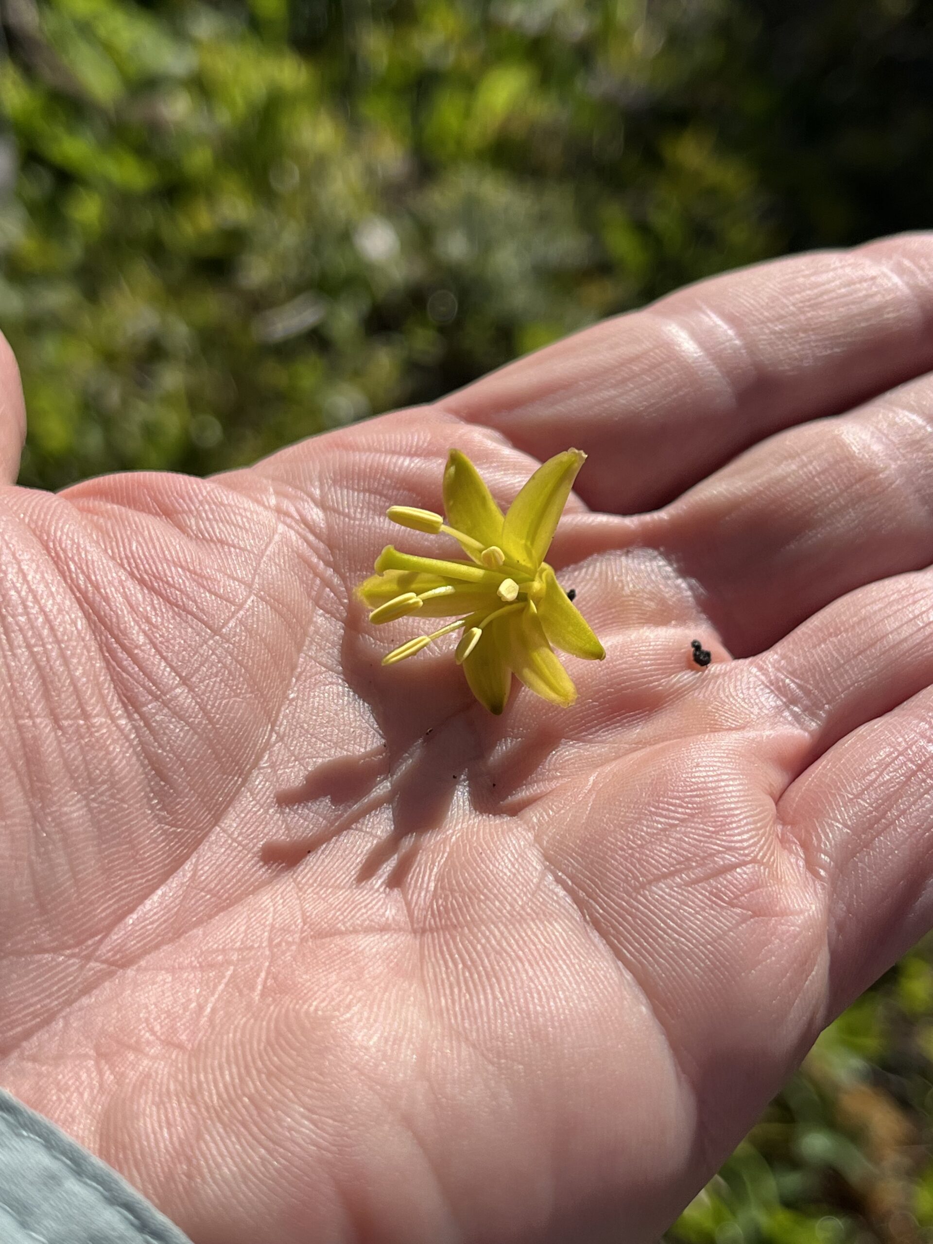 Isle Royale 3.0 D7 - Botany