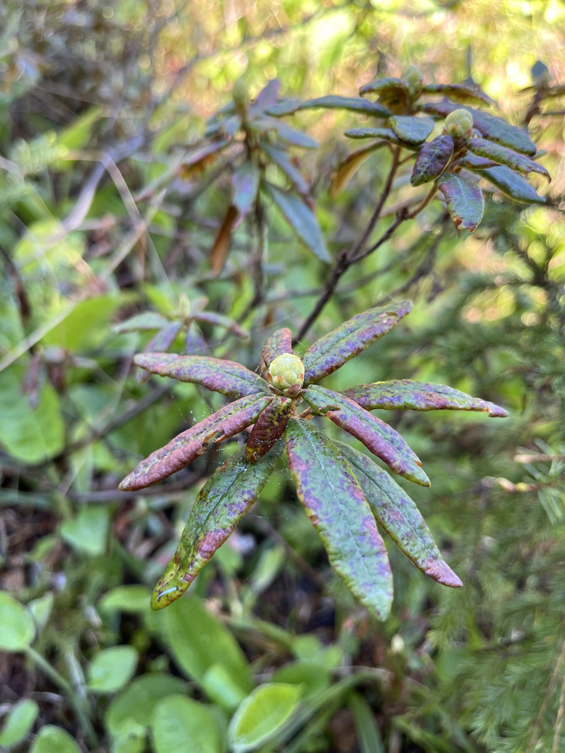 Isle Royale 3.0 D7 - Botany