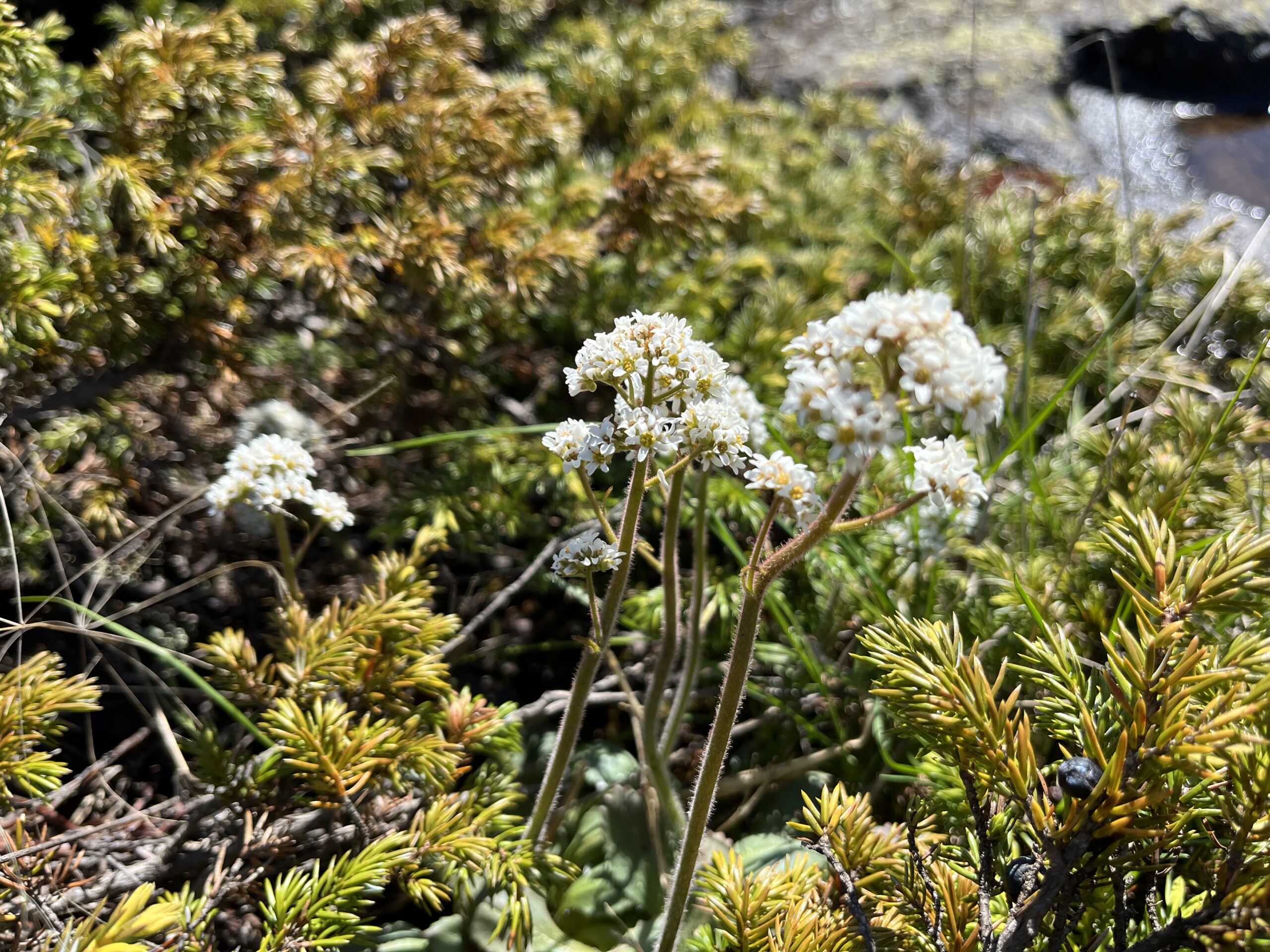 Isle Royale 3.0 D7 - Botany