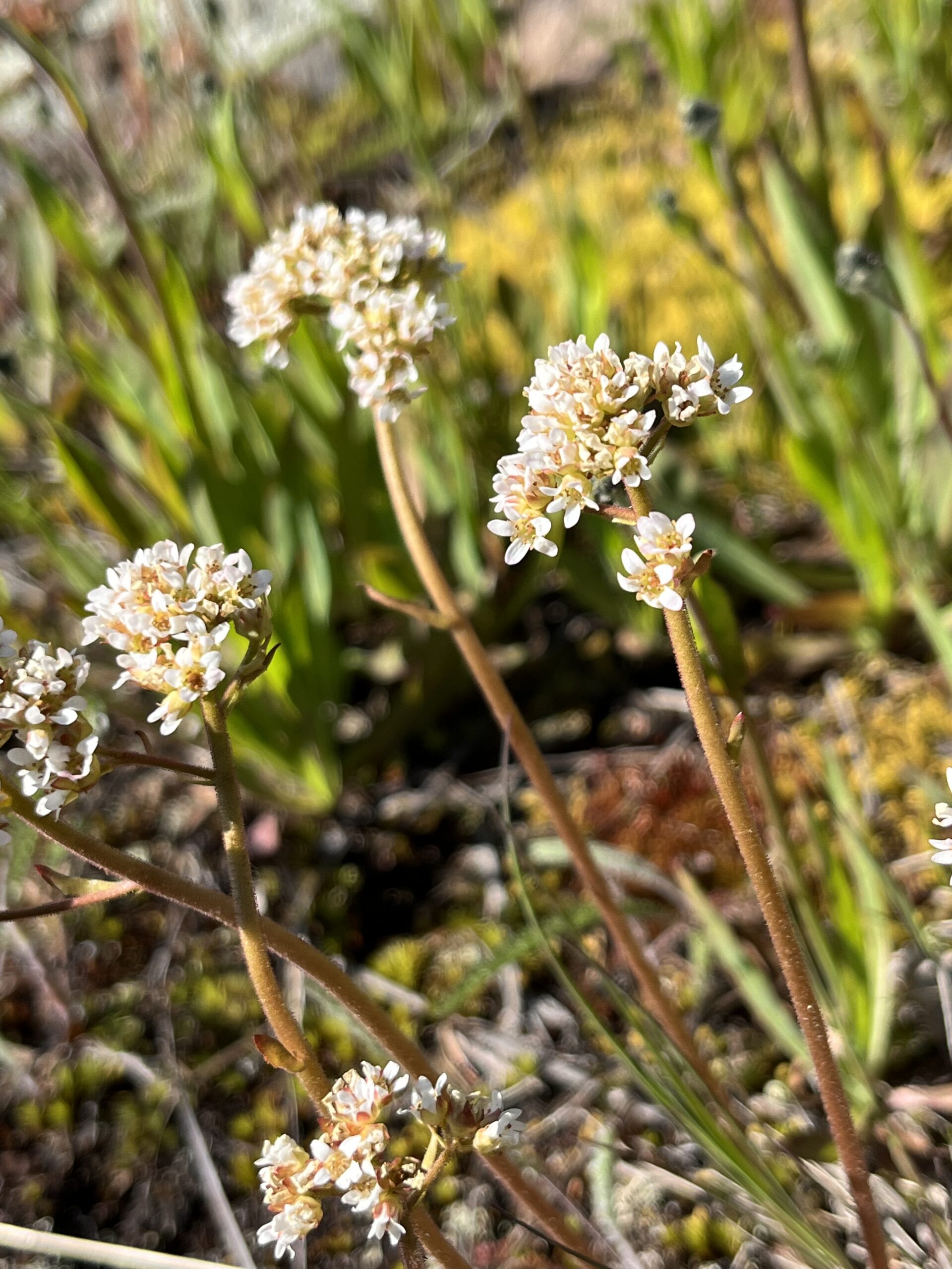 Isle Royale 3.0 D7 - Botany
