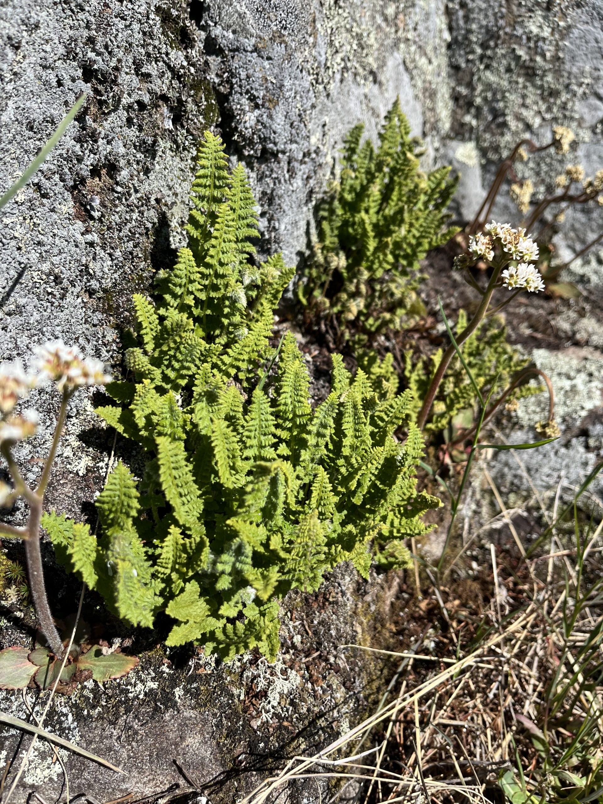 Isle Royale 3.0 D7 - Botany