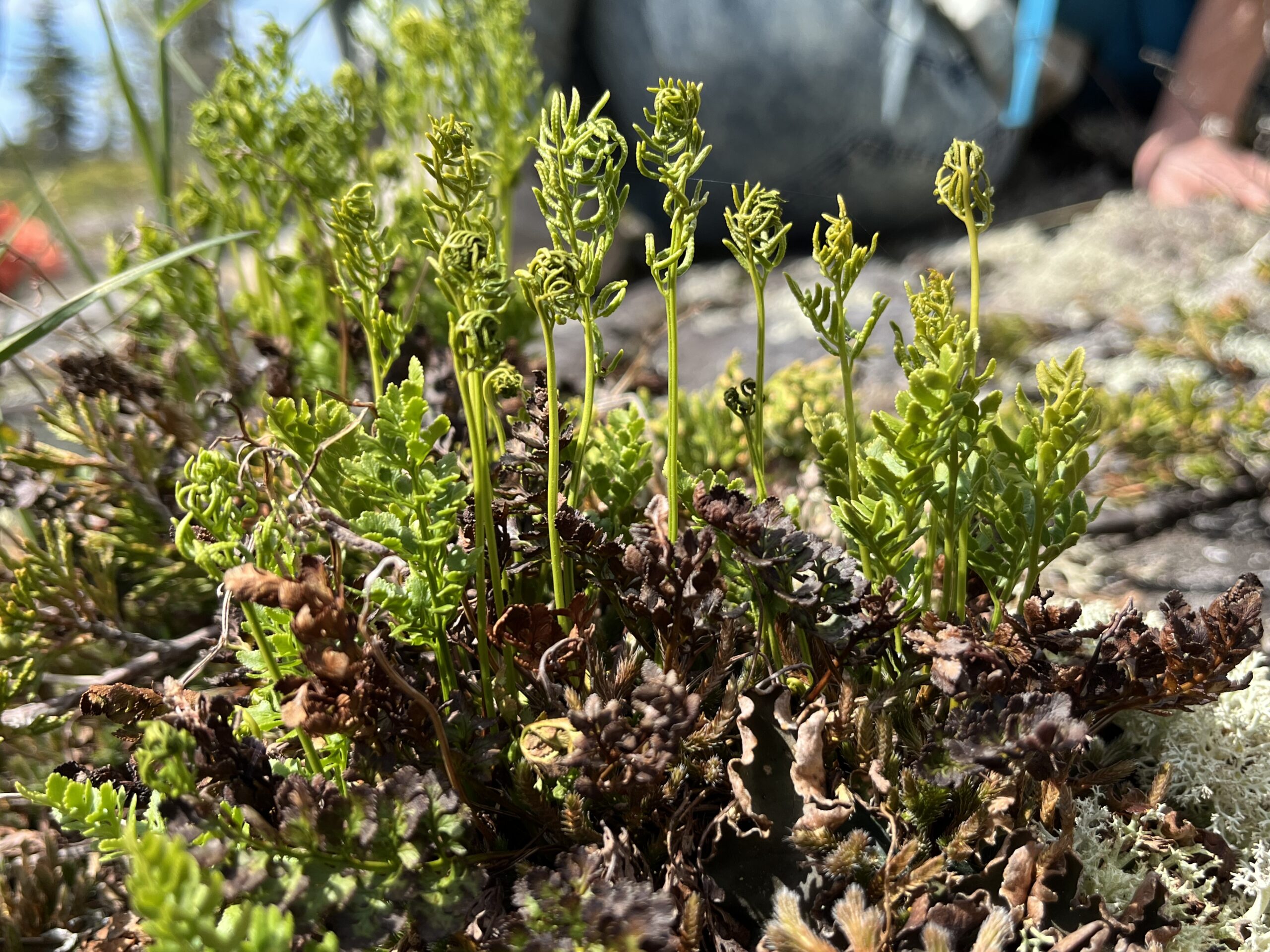 Isle Royale 3.0 D7 - Botany