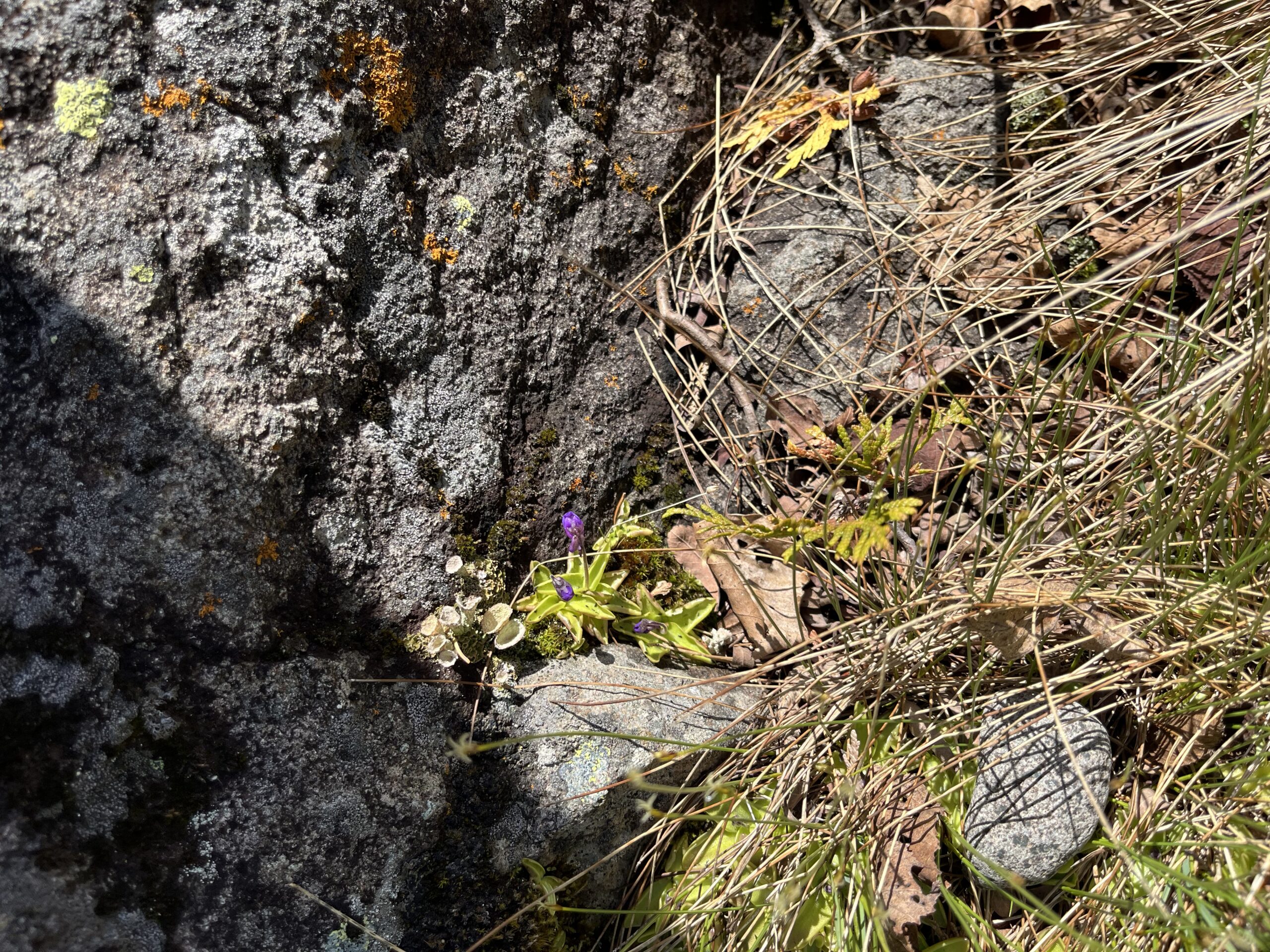 Isle Royale 3.0 D7 - Botany