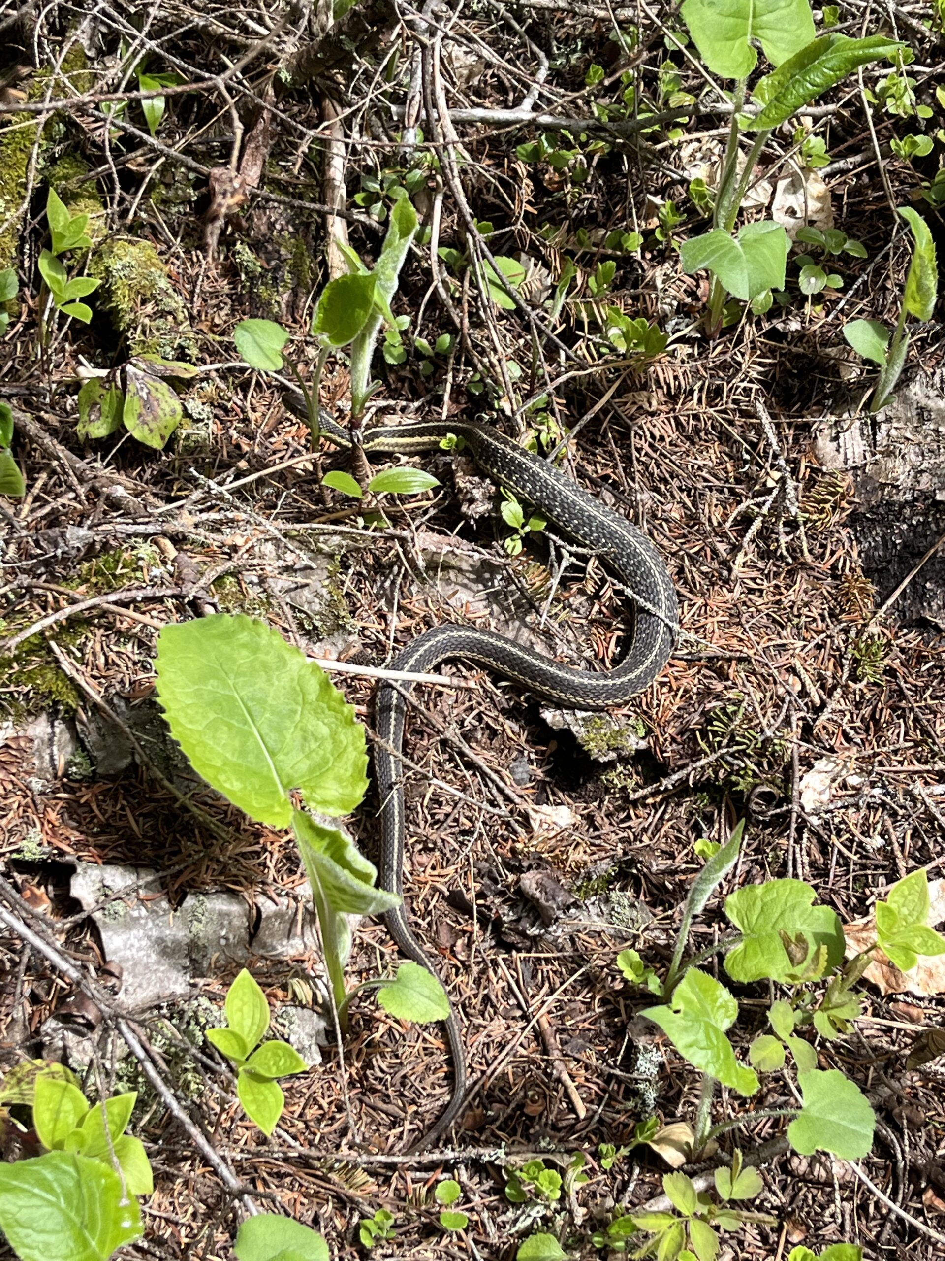 Isle Royale 3.0 D7 - Botany