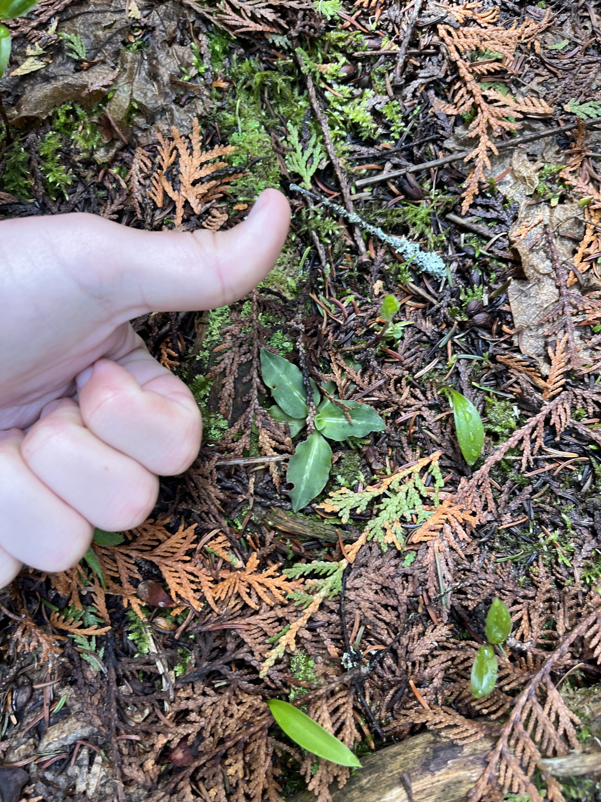 Isle Royale 3.0 D7 - Botany
