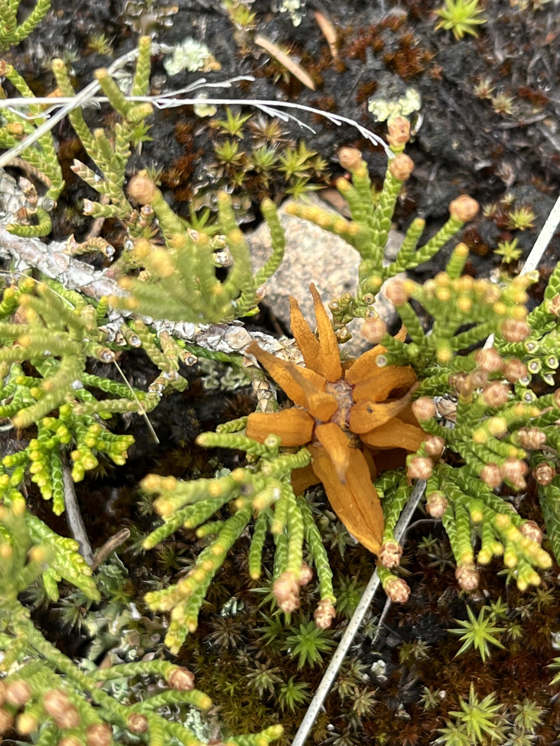 Isle Royale 3.0 D7 - Botany