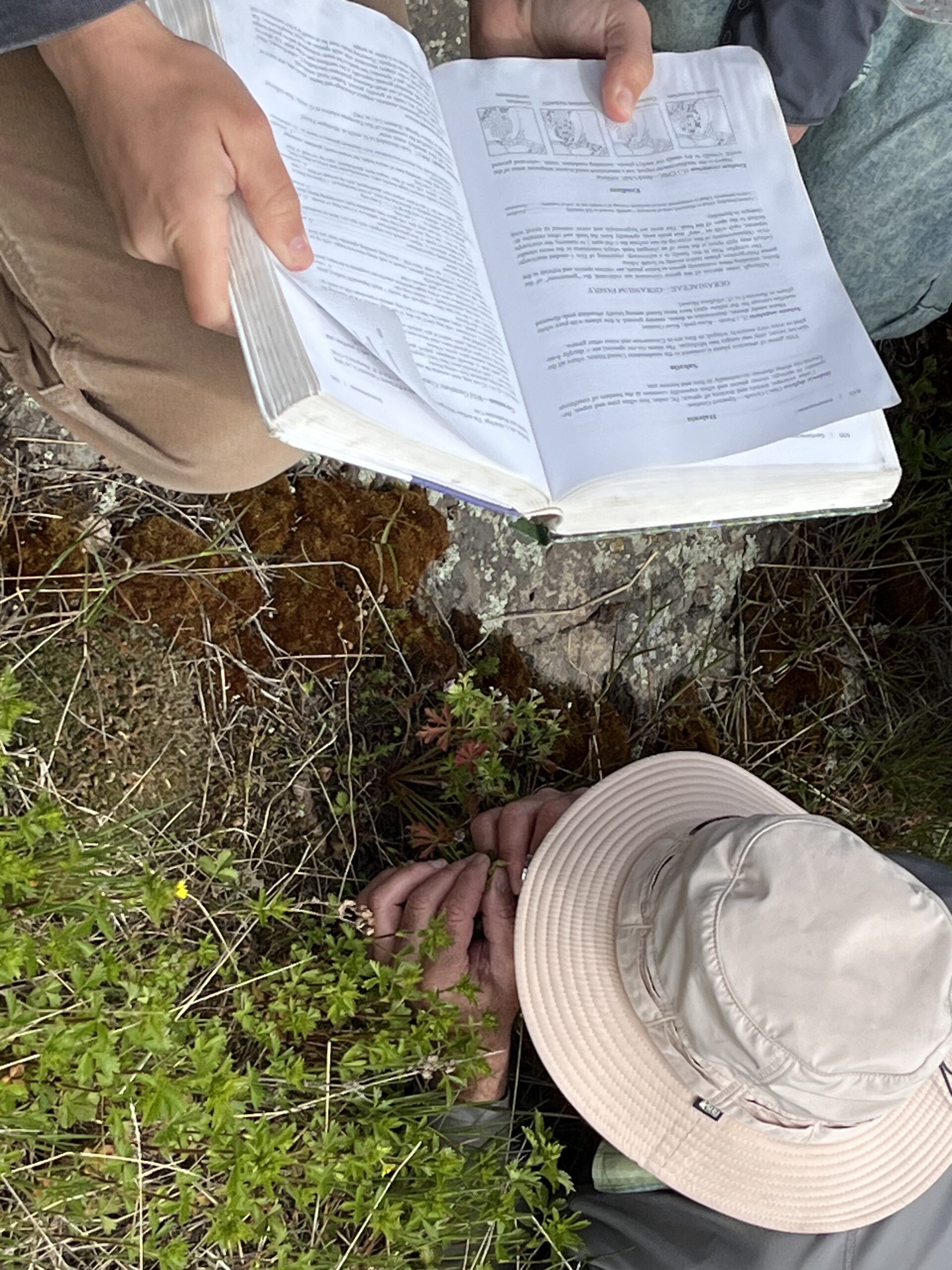 Isle Royale 3.0 D7 - Botany