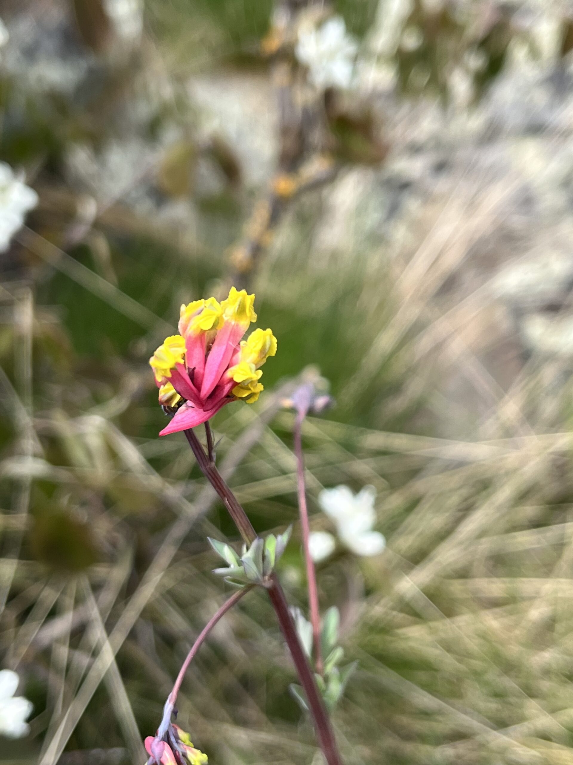 Isle Royale 3.0 D7 - Botany