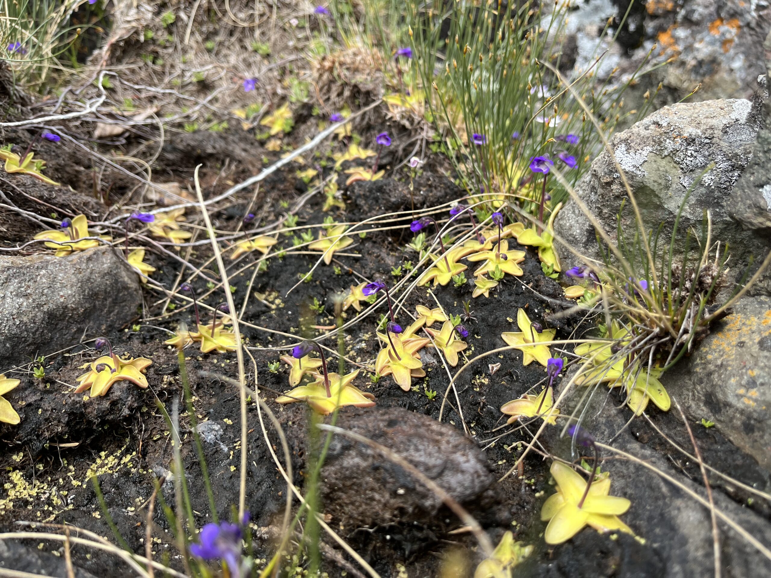 Isle Royale 3.0 D7 - Botany