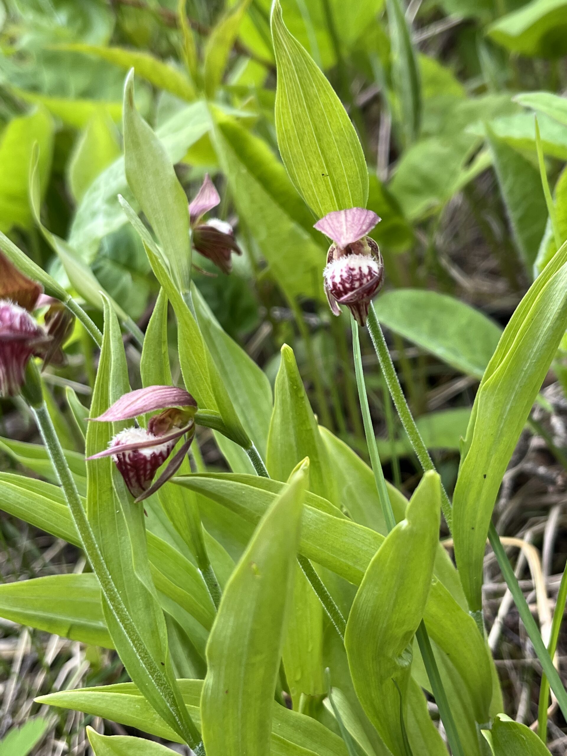 Isle Royale 3.0 D7 - Botany