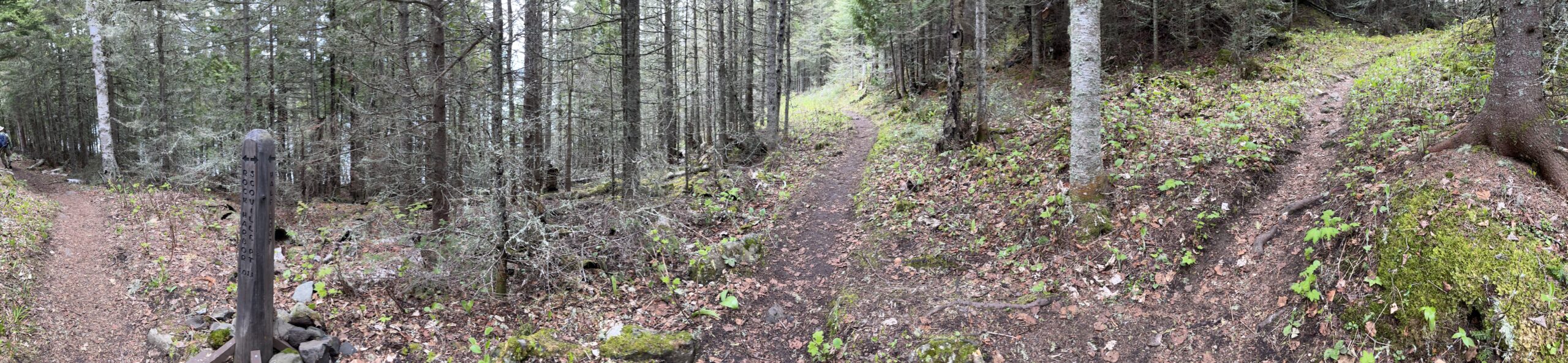 Isle Royale 3.0 D7 - Botany