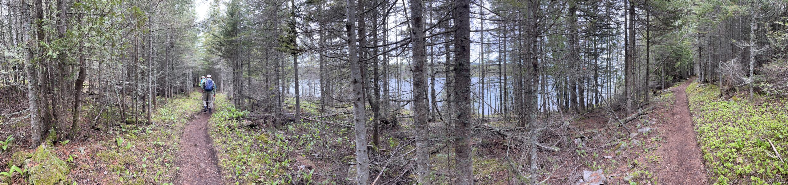 Isle Royale 3.0 D7 - Botany