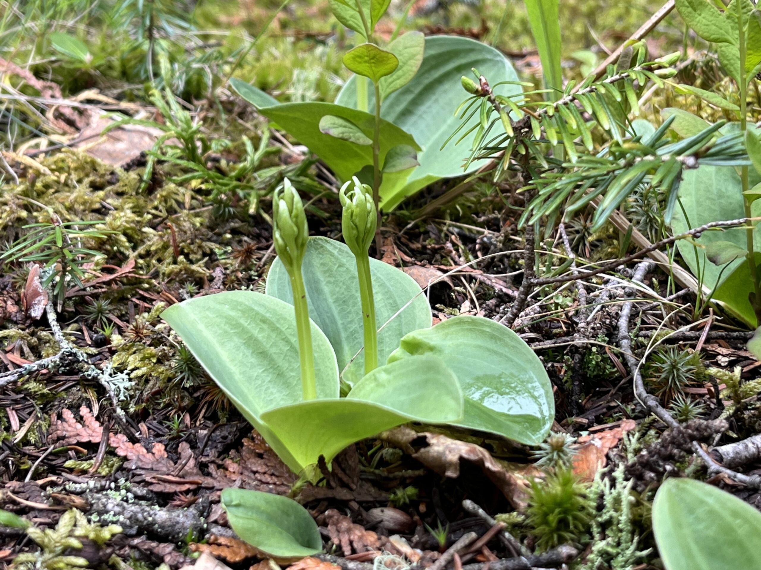 Isle Royale 3.0 D7 - Botany