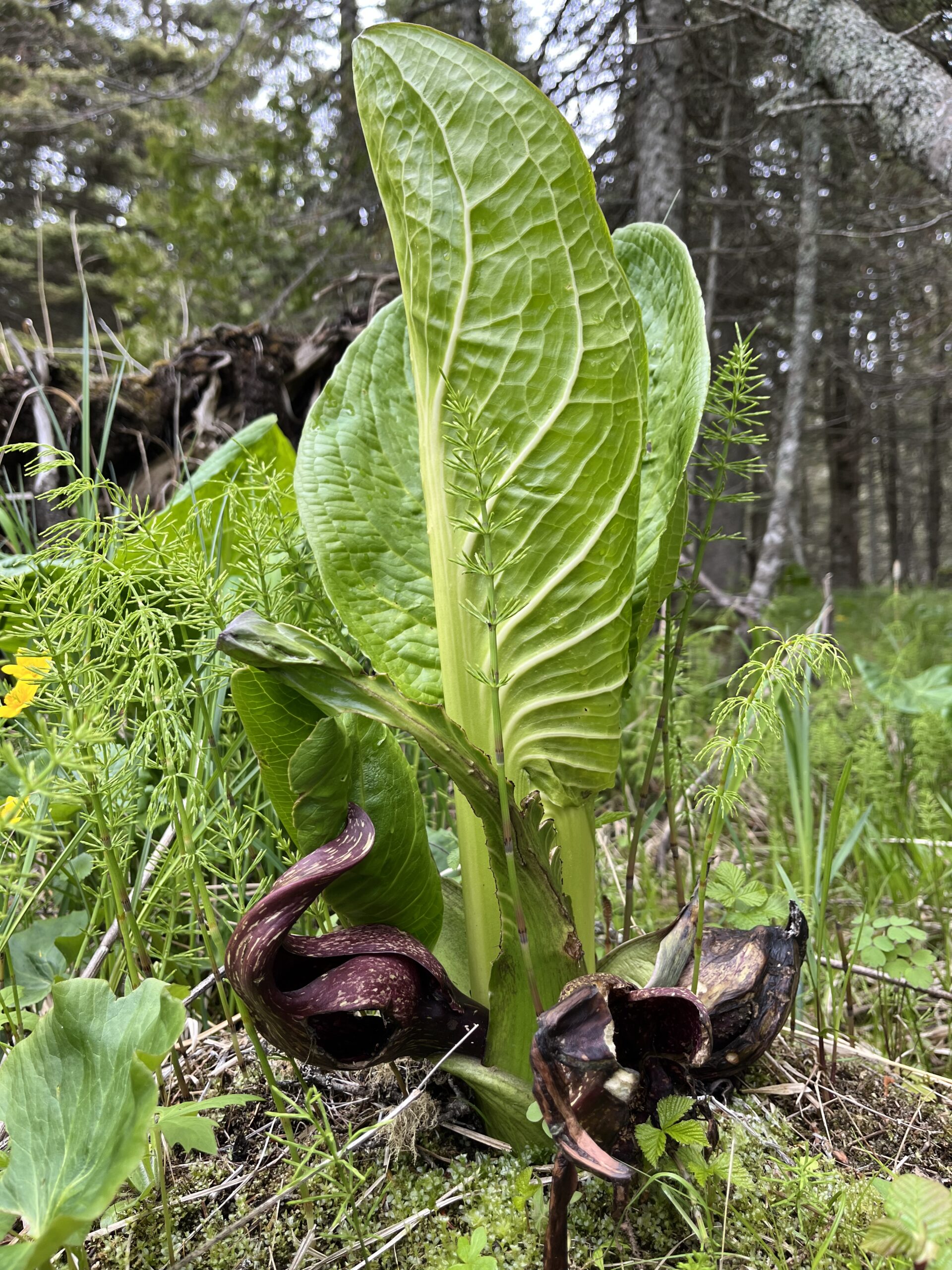 Isle Royale 3.0 D7 - Botany