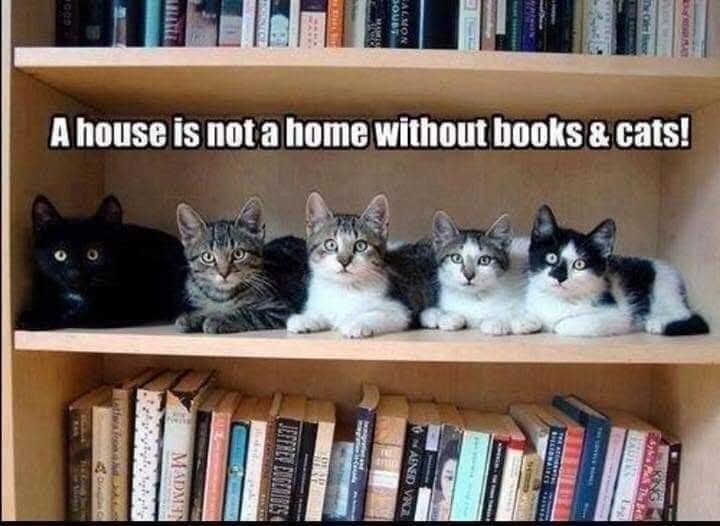 books and cats